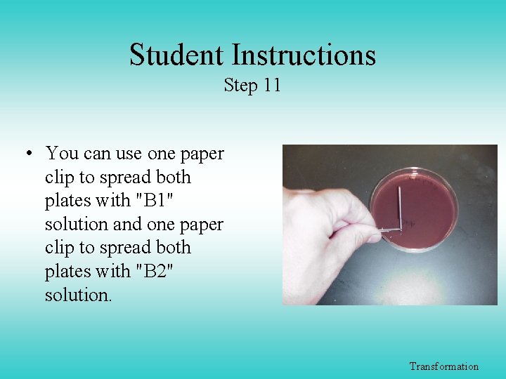 Student Instructions Step 11 • You can use one paper clip to spread both