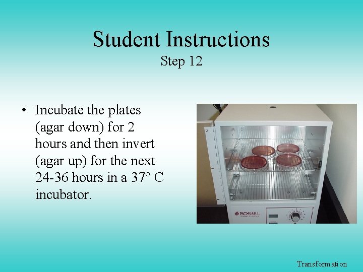 Student Instructions Step 12 • Incubate the plates (agar down) for 2 hours and