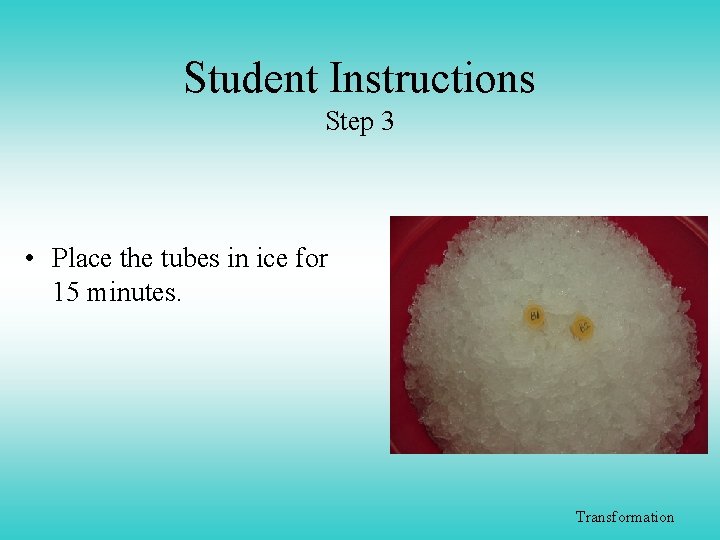 Student Instructions Step 3 • Place the tubes in ice for 15 minutes. Transformation