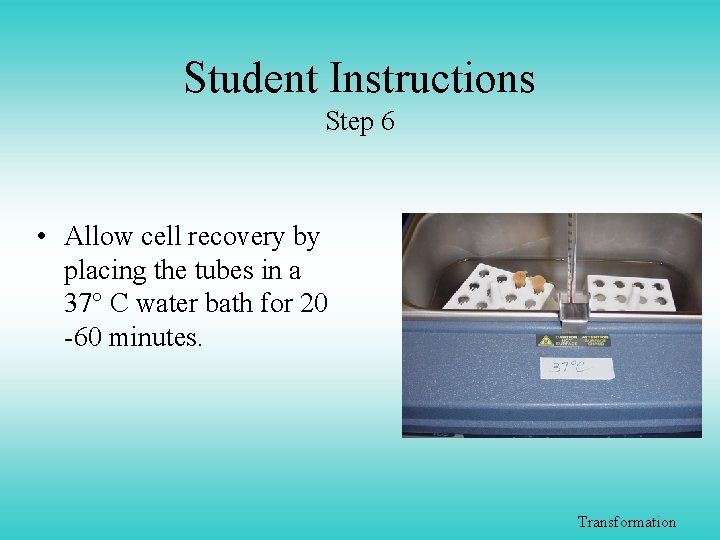 Student Instructions Step 6 • Allow cell recovery by placing the tubes in a