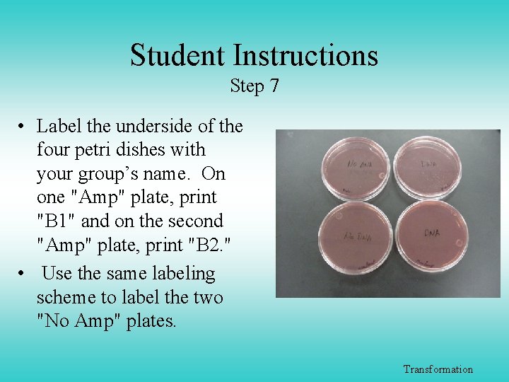 Student Instructions Step 7 • Label the underside of the four petri dishes with