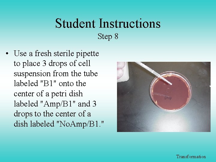 Student Instructions Step 8 • Use a fresh sterile pipette to place 3 drops