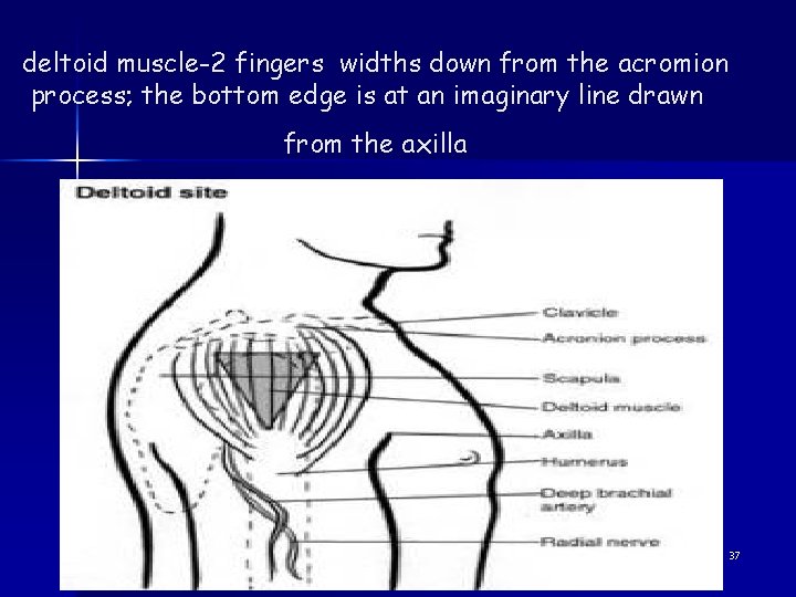 deltoid muscle-2 fingers widths down from the acromion process; the bottom edge is at