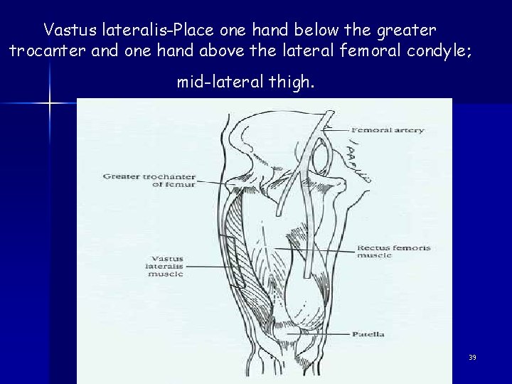 Vastus lateralis-Place one hand below the greater trocanter and one hand above the lateral