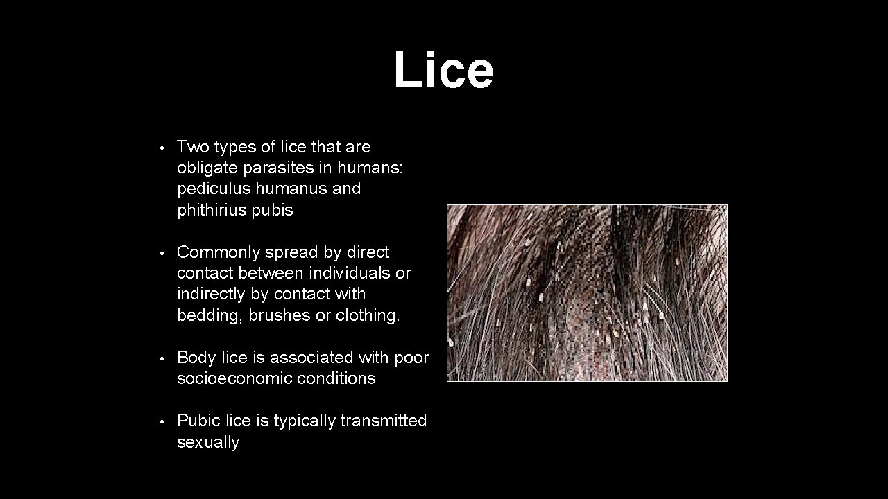Lice • Two types of lice that are obligate parasites in humans: pediculus humanus