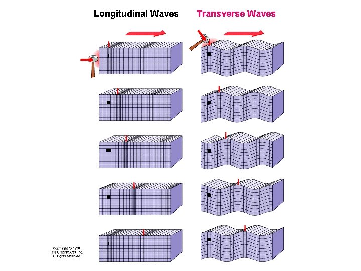 Longitudinal Waves Transverse Waves 