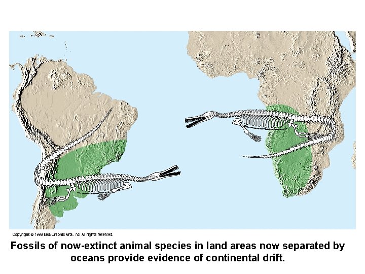 Fossils of now-extinct animal species in land areas now separated by oceans provide evidence