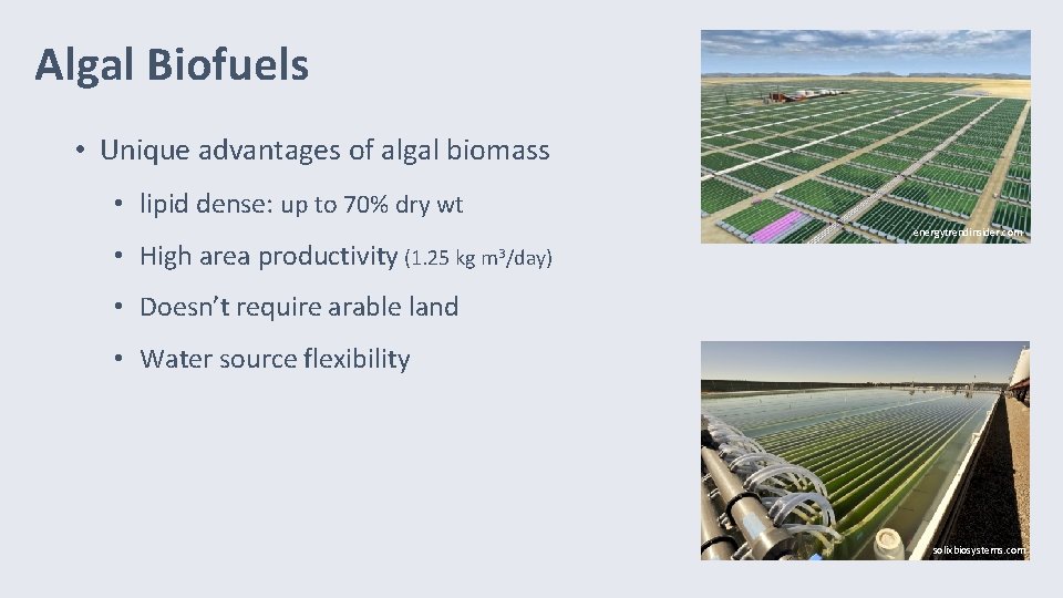 Algal Biofuels • Unique advantages of algal biomass • lipid dense: up to 70%