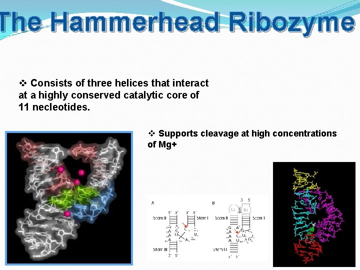 The Hammerhead Ribozyme v Consists of three helices that interact at a highly conserved