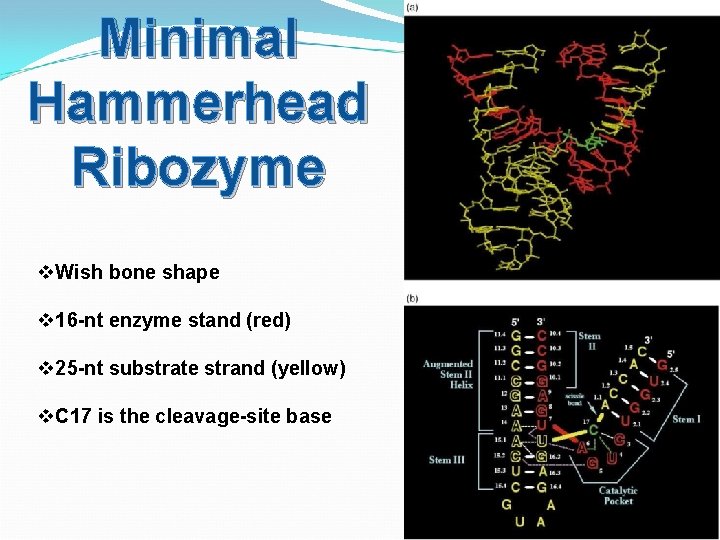 Minimal Hammerhead Ribozyme v. Wish bone shape v 16 -nt enzyme stand (red) v