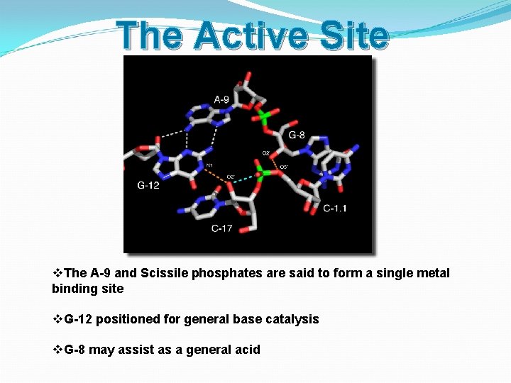 The Active Site v. The A-9 and Scissile phosphates are said to form a