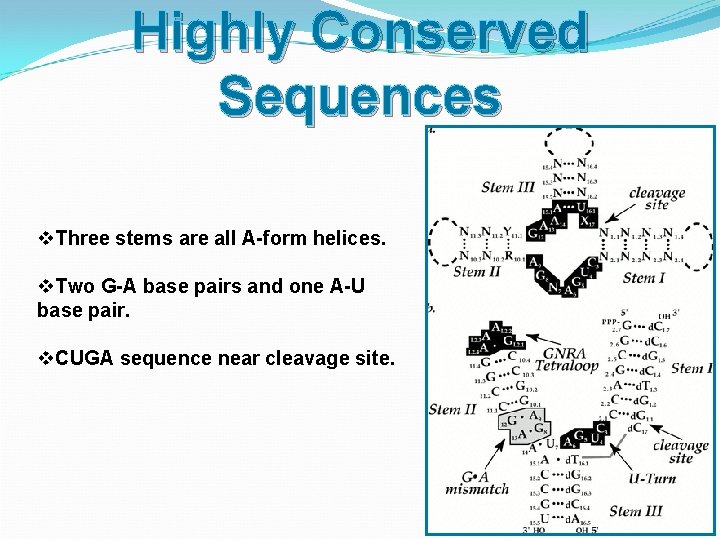 Highly Conserved Sequences v. Three stems are all A-form helices. v. Two G-A base