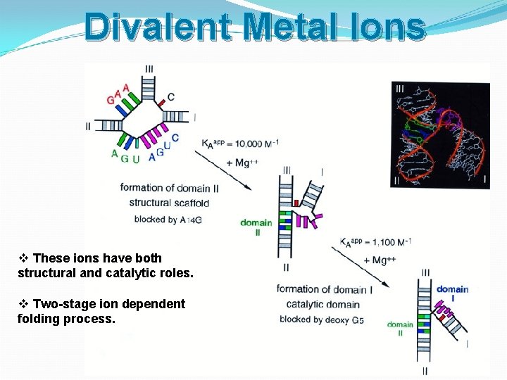 Divalent Metal Ions v These ions have both structural and catalytic roles. v Two-stage