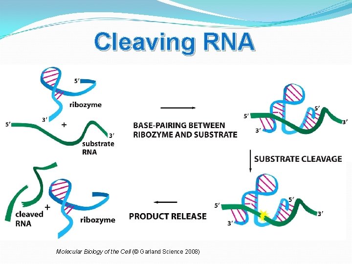Cleaving RNA Molecular Biology of the Cell (© Garland Science 2008) 