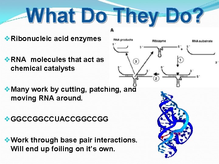 What Do They Do? v Ribonucleic acid enzymes v RNA molecules that act as