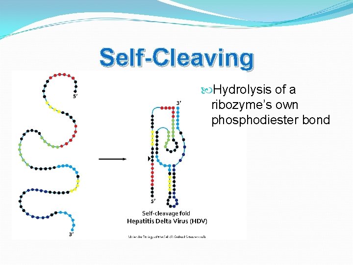 Self-Cleaving Hydrolysis of a ribozyme’s own phosphodiester bond Hepatitis Delta Virus (HDV) 