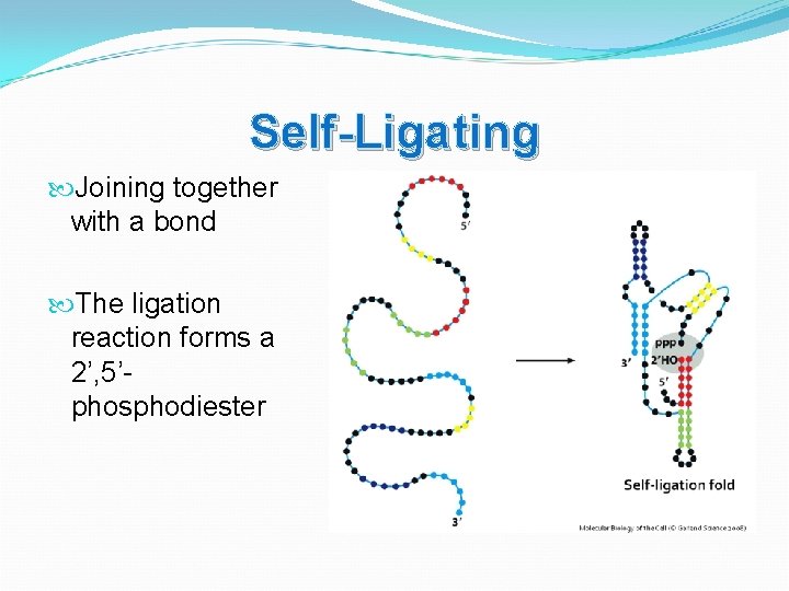 Self-Ligating Joining together with a bond The ligation reaction forms a 2’, 5’phosphodiester 