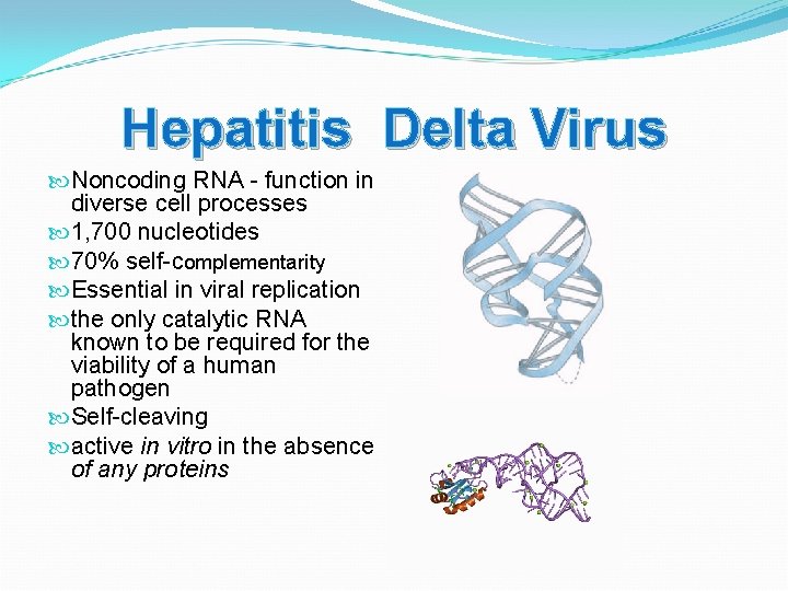 Hepatitis Delta Virus Noncoding RNA - function in diverse cell processes 1, 700 nucleotides