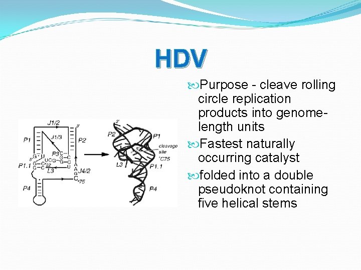 HDV Purpose - cleave rolling circle replication products into genomelength units Fastest naturally occurring