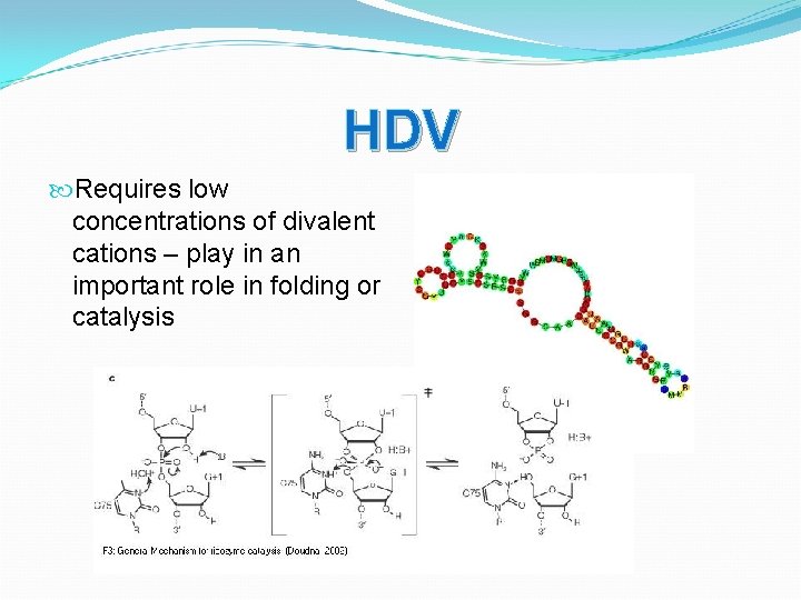 HDV Requires low concentrations of divalent cations – play in an important role in