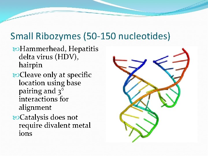 Small Ribozymes (50 -150 nucleotides) Hammerhead, Hepatitis delta virus (HDV), hairpin Cleave only at