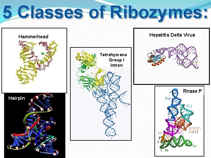 5 Classes of Ribozymes: Hepatitis Delta Virus Hammerhead Tetrahymena Group I Intron Rnase P