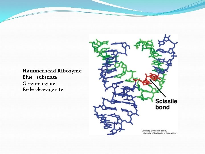 Hammerhead Ribozyme Blue= substrate Green-enzyme Red= cleavage site 