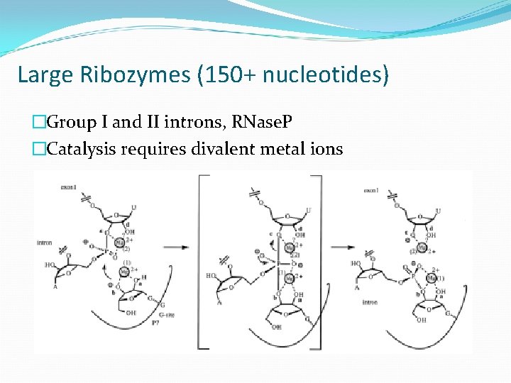 Large Ribozymes (150+ nucleotides) �Group I and II introns, RNase. P �Catalysis requires divalent