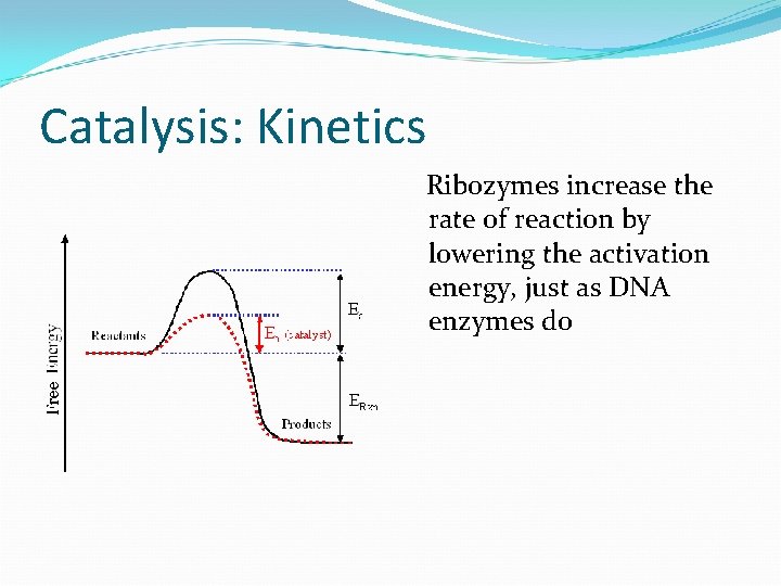 Catalysis: Kinetics Ribozymes increase the rate of reaction by lowering the activation energy, just