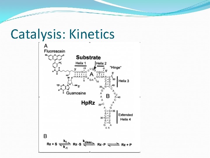Catalysis: Kinetics 
