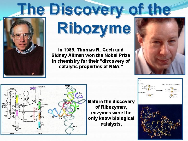 The Discovery of the Ribozyme In 1989, Thomas R. Cech and Sidney Altman won