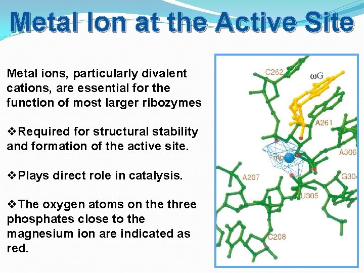 Metal Ion at the Active Site Metal ions, particularly divalent cations, are essential for
