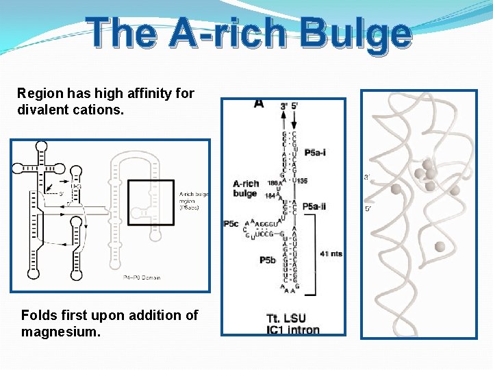 The A-rich Bulge Region has high affinity for divalent cations. Folds first upon addition