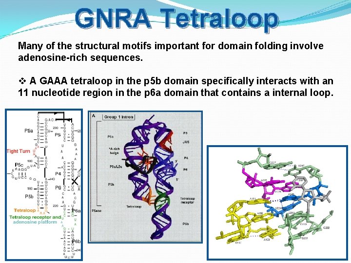 GNRA Tetraloop Many of the structural motifs important for domain folding involve adenosine-rich sequences.