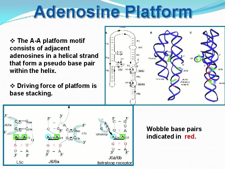 Adenosine Platform v The A-A platform motif consists of adjacent adenosines in a helical