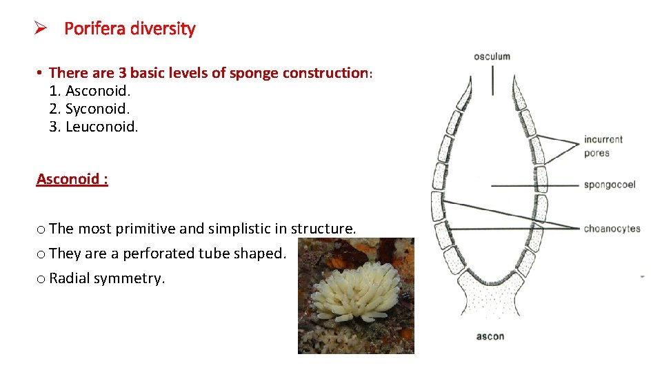 Ø Porifera diversity • There are 3 basic levels of sponge construction: 1. Asconoid.