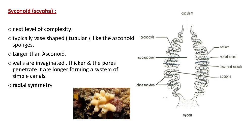 Syconoid (scypha) : o next level of complexity. o typically vase shaped ( tubular