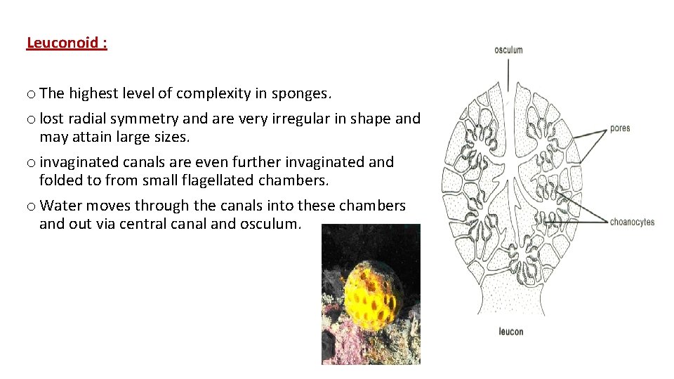 Leuconoid : o The highest level of complexity in sponges. o lost radial symmetry