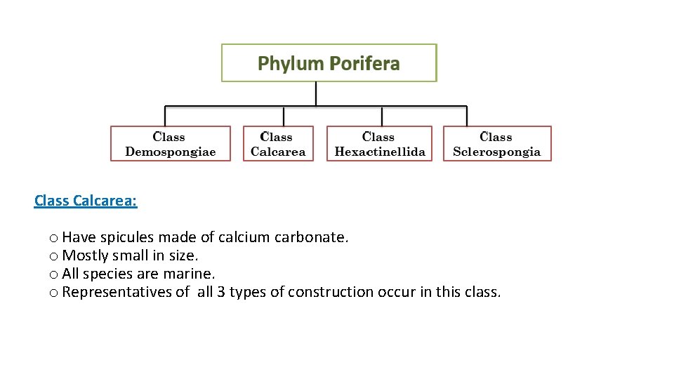 Class Calcarea: o Have spicules made of calcium carbonate. o Mostly small in size.
