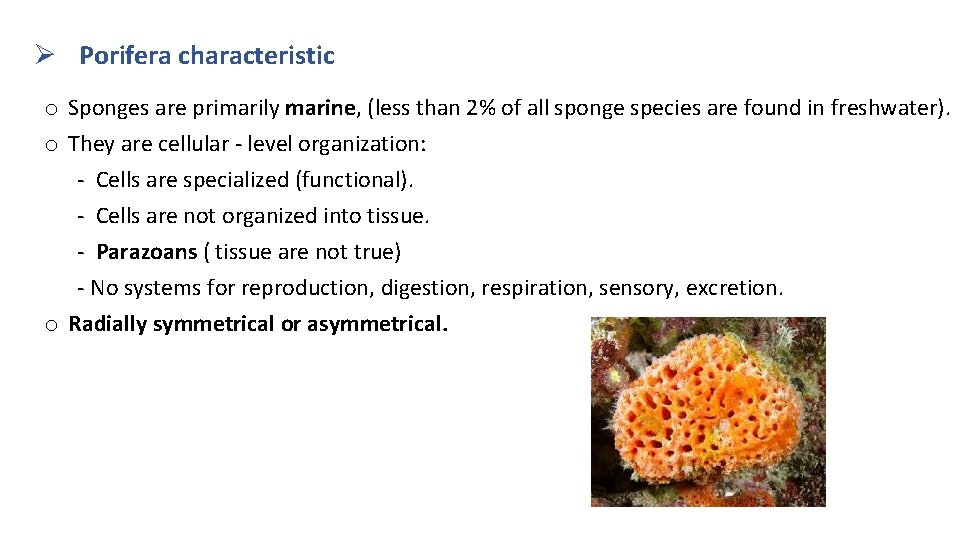 Ø Porifera characteristic o Sponges are primarily marine, (less than 2% of all sponge