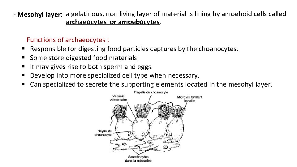 - Mesohyl layer: a gelatinous, non living layer of material is lining by amoeboid