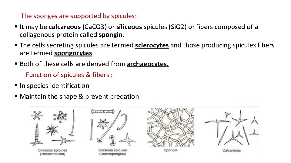 The sponges are supported by spicules: § It may be calcareous (Ca. CO 3)