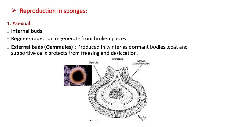 Ø Reproduction in sponges: 1. Asexual : o Internal buds. o Regeneration: can regenerate