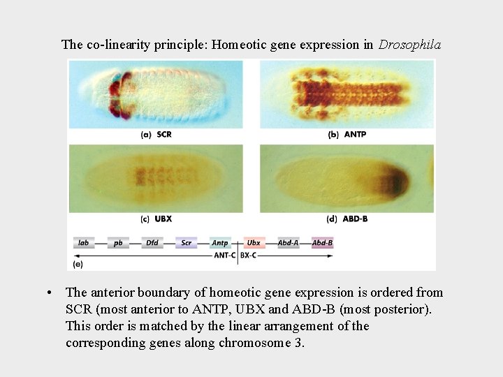 The co-linearity principle: Homeotic gene expression in Drosophila • The anterior boundary of homeotic
