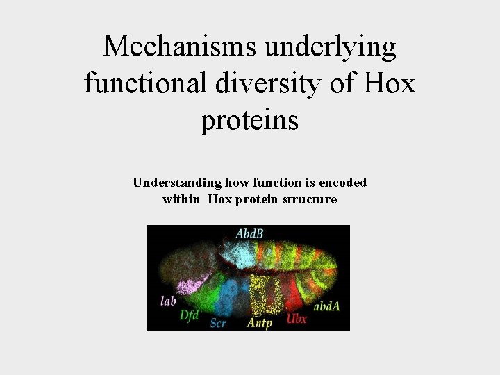 Mechanisms underlying functional diversity of Hox proteins Understanding how function is encoded within Hox