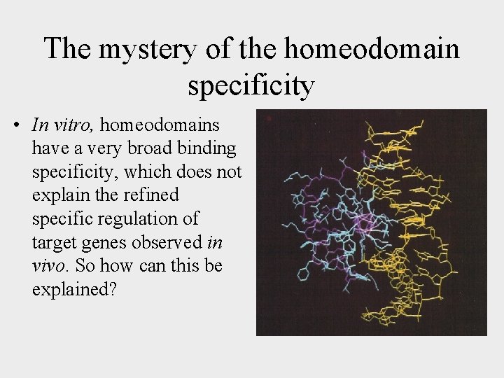 The mystery of the homeodomain specificity • In vitro, homeodomains have a very broad