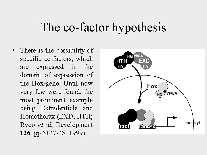 The co-factor hypothesis • There is the possibility of specific co-factors, which are expressed