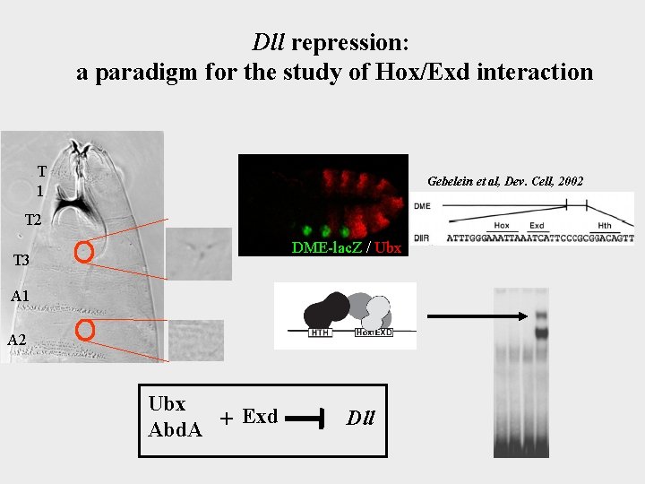 Dll repression: a paradigm for the study of Hox/Exd interaction T 1 Gebelein et