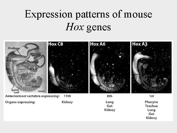 Expression patterns of mouse Hox genes 
