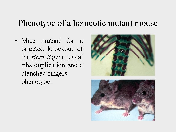 Phenotype of a homeotic mutant mouse • Mice mutant for a targeted knockout of